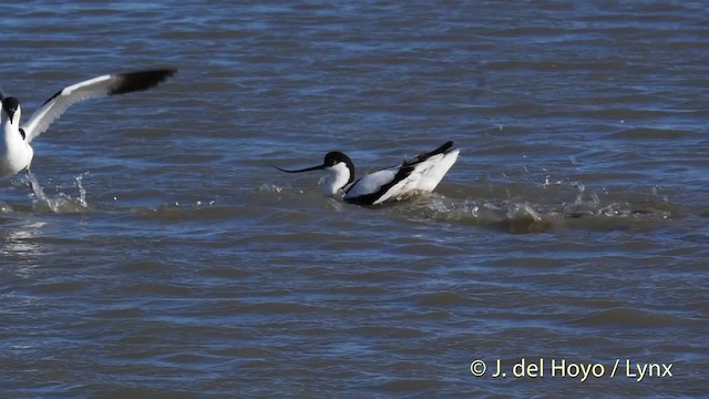 Avocette élégante - ML201498621