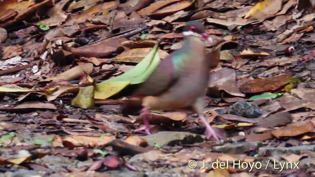 Bridled Quail-Dove - ML201498641