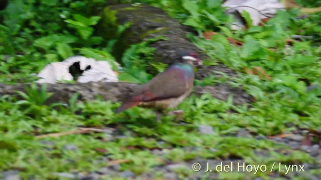 Colombe à croissants - ML201498651