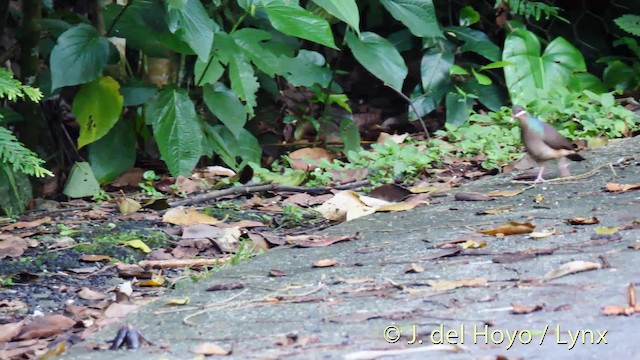 Bridled Quail-Dove - ML201498661