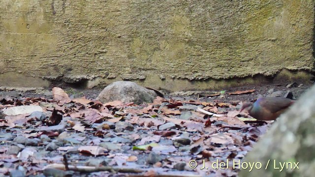 Bridled Quail-Dove - ML201498671