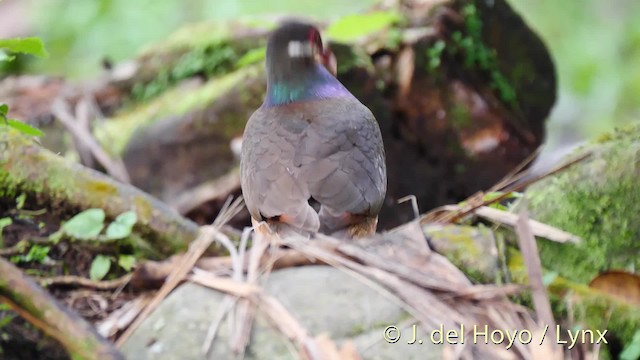 Bridled Quail-Dove - ML201498681