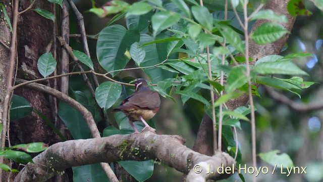 Bridled Quail-Dove - ML201498691