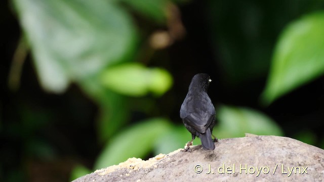 Lesser Antillean Bullfinch - ML201498701