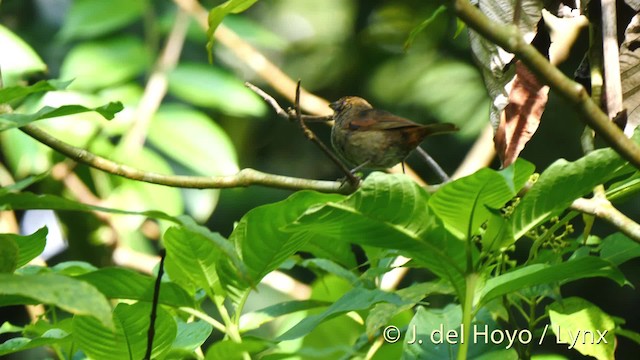 Lesser Antillean Bullfinch - ML201498711