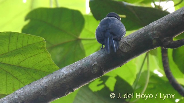 Pic de Guadeloupe - ML201498741