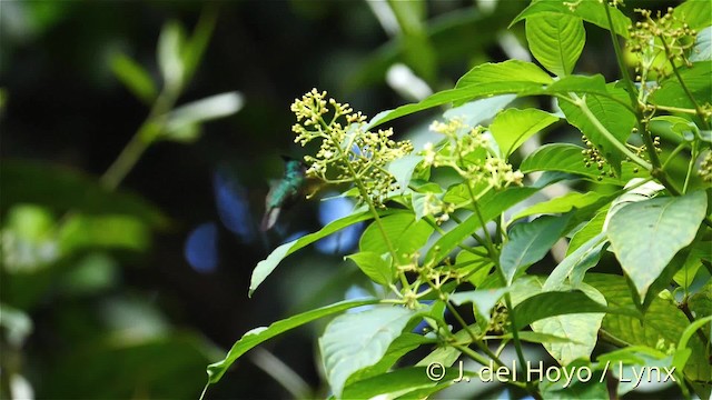 Antillean Crested Hummingbird (Lesser Antilles) - ML201498771