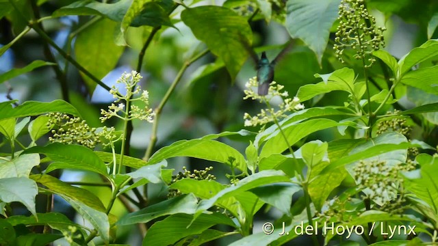 Antillean Crested Hummingbird (Lesser Antilles) - ML201498781