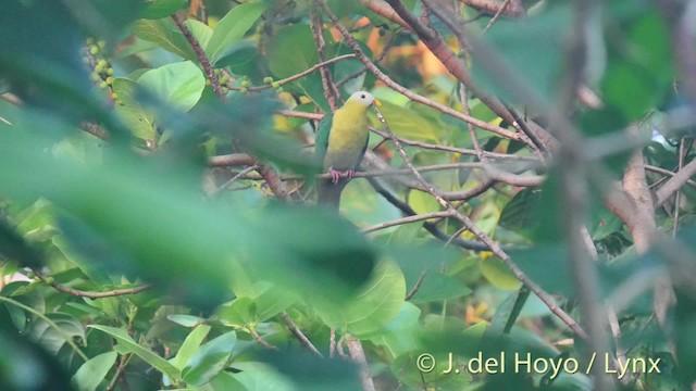 Sula Fruit-Dove - ML201498961