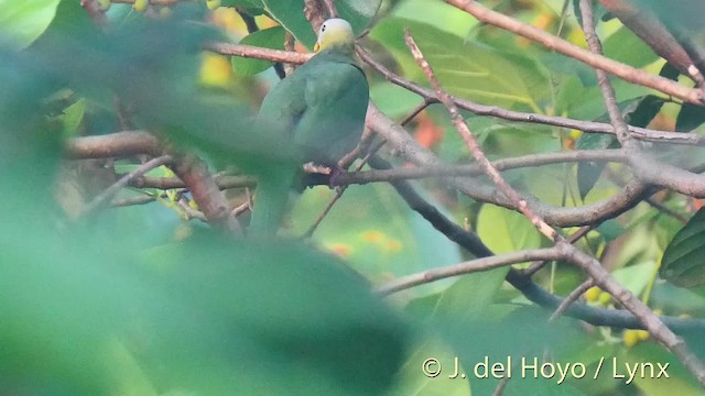 Sula Fruit-Dove - ML201498971