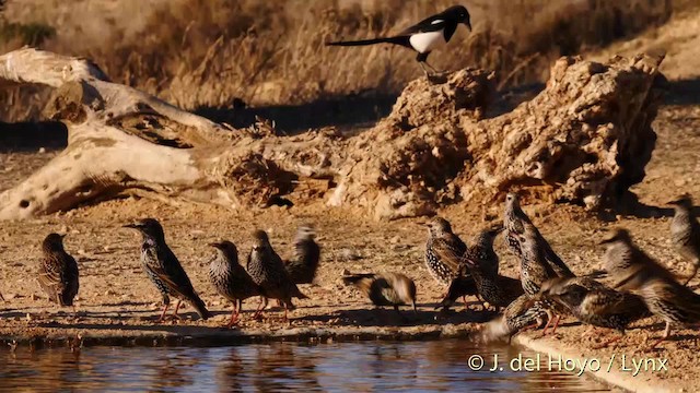 歐洲椋鳥 - ML201499071