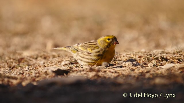 European Serin - ML201499101