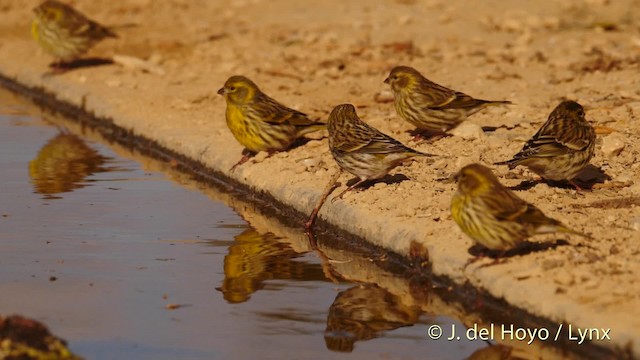 European Serin - ML201499111