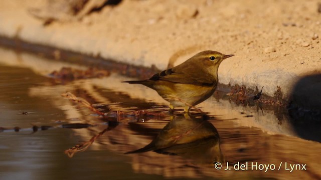 Mosquitero Común (grupo collybita) - ML201499131