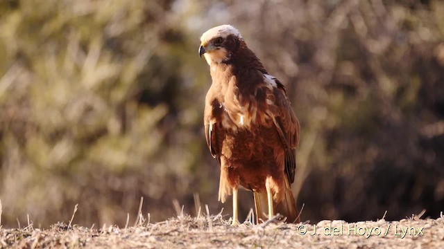 Western Marsh Harrier - ML201499161