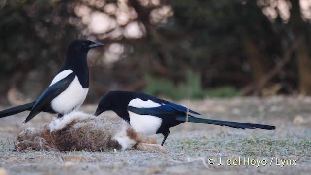 pica pica melanotos Eurasian Magpie (Iberian)