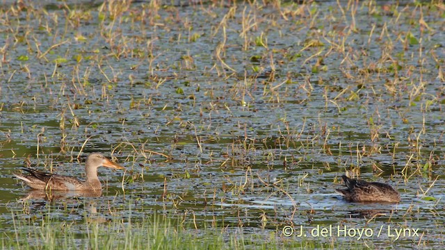 Northern Shoveler - ML201499571