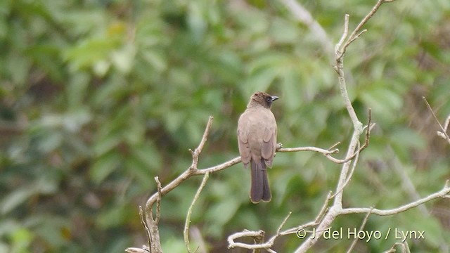 アフリカヒヨドリ（barbatus グループ） - ML201499651