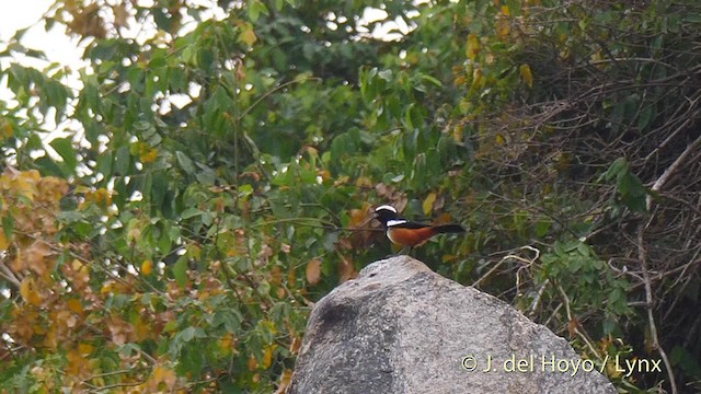 Mocking Cliff-Chat - ML201499661