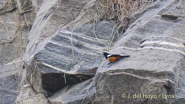 Mocking Cliff-Chat - ML201499671