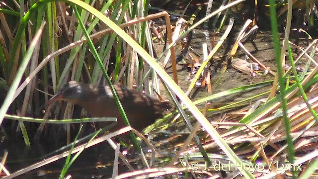 Virginia Rail (Virginia) - ML201499681