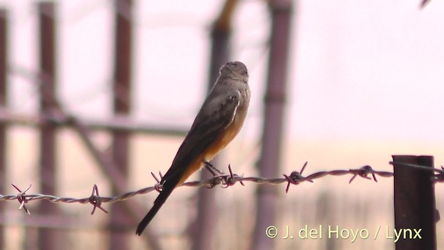 Say's Phoebe - ML201499701