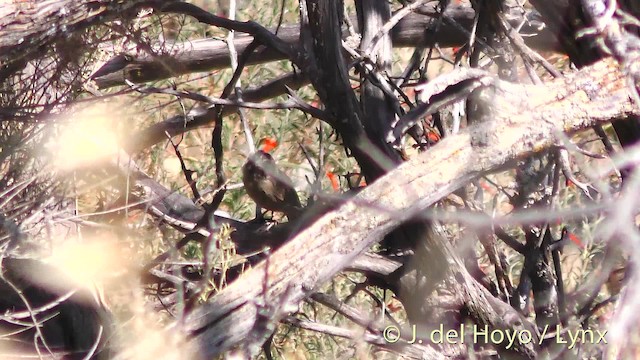 Rufous-crowned Sparrow - ML201499711