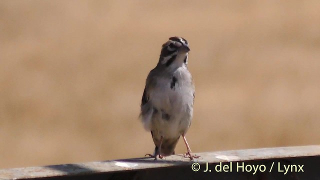 Lark Sparrow - ML201499721