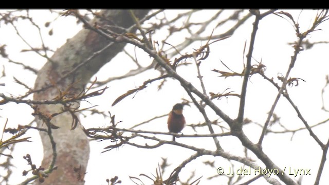 Buff-throated Sunbird - ML201499871