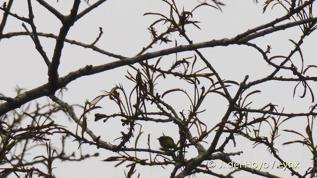 Buff-throated Sunbird - ML201499881