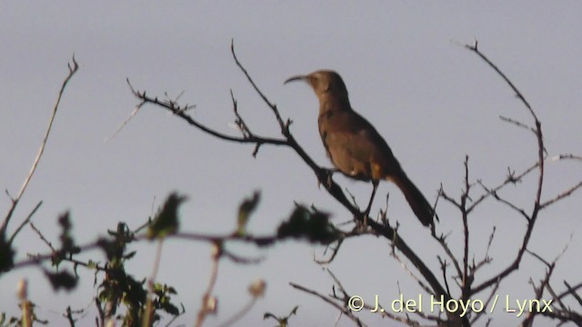 California Thrasher - ML201499901