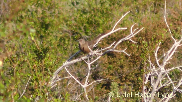 California Thrasher - ML201499911