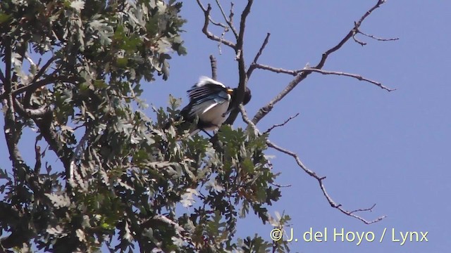 Yellow-billed Magpie - ML201499921