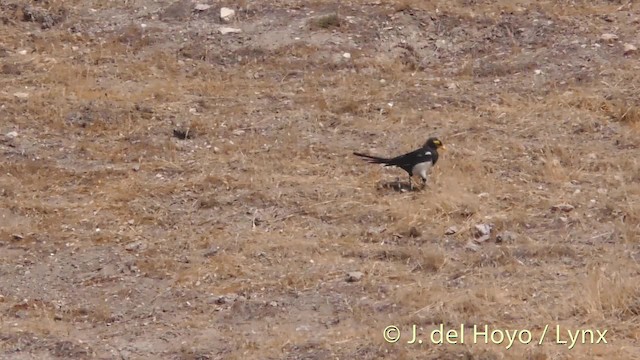 Yellow-billed Magpie - ML201499931