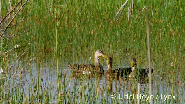 Floridaente (fulvigula) - ML201499981