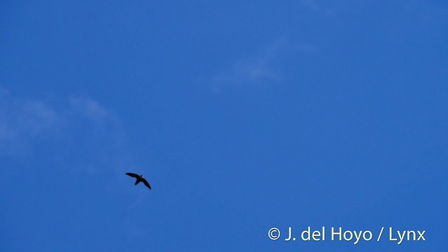 Chimney Swift - ML201499991