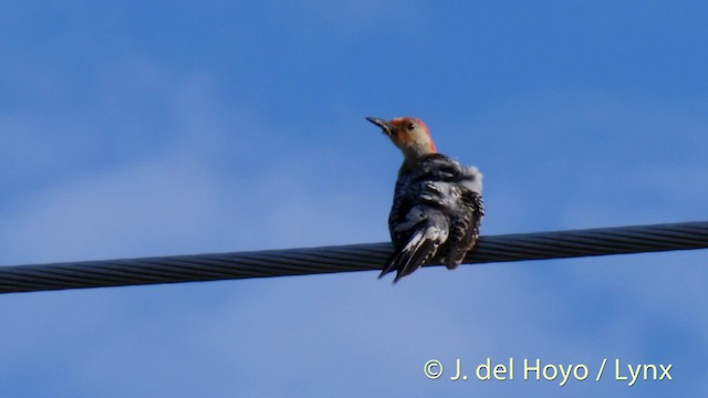 Red-bellied Woodpecker - ML201500001