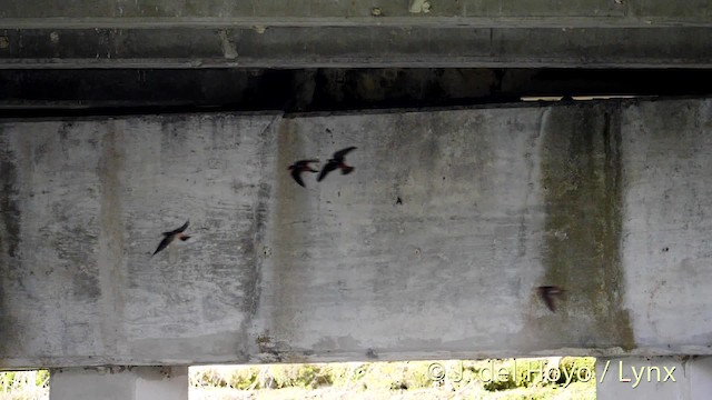 Cave Swallow (Caribbean) - ML201500011