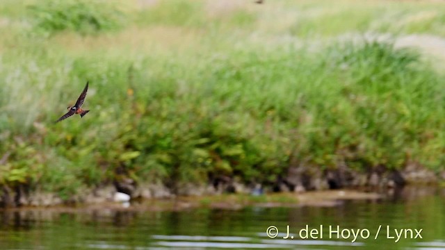 Cave Swallow (Caribbean) - ML201500021