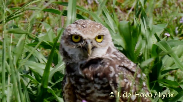 Mochuelo de Madriguera (floridana) - ML201500041