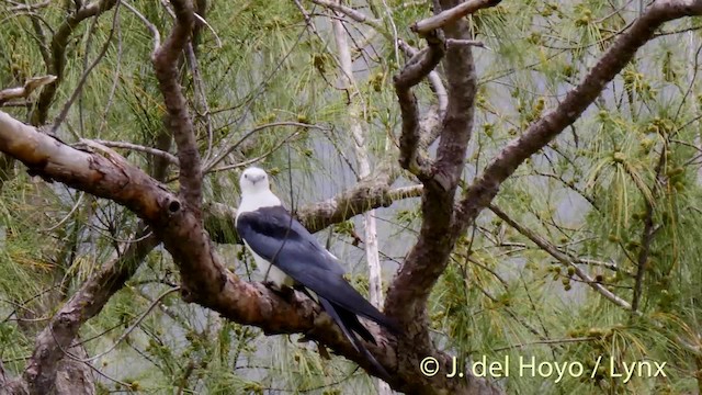 Swallow-tailed Kite - ML201500081
