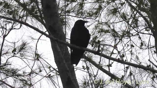 Fish Crow - ML201500091