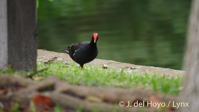 Gallinule d'Amérique (groupe galeata) - ML201500101