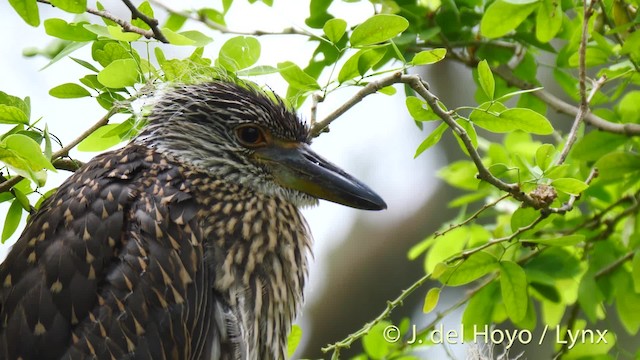 Yellow-crowned Night Heron (Yellow-crowned) - ML201500111