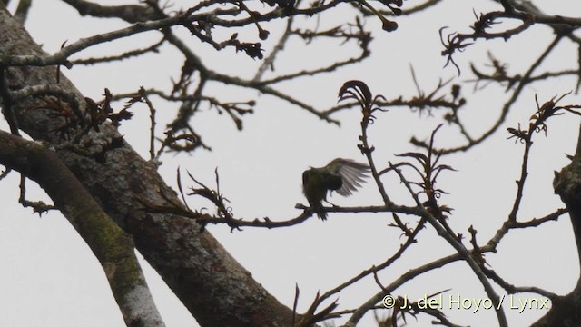 Collared Sunbird - ML201500161