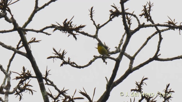 Collared Sunbird - ML201500171