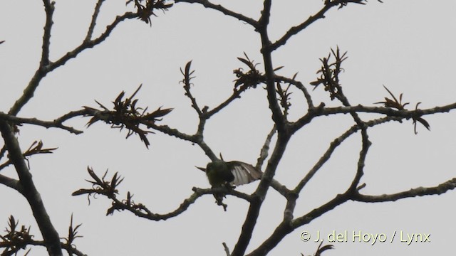 Collared Sunbird - ML201500181