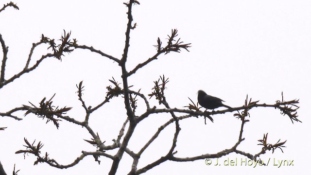 Gray-headed Nigrita - ML201500211