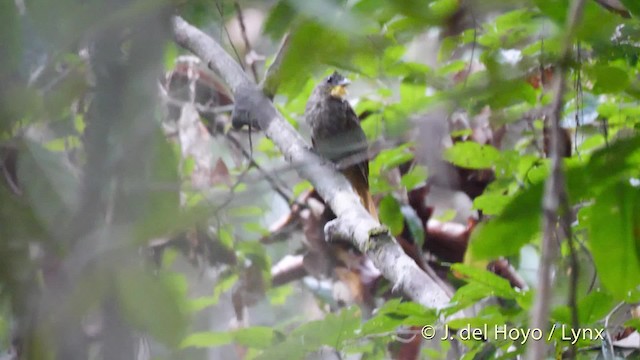 Western Bearded-Greenbul - ML201500221