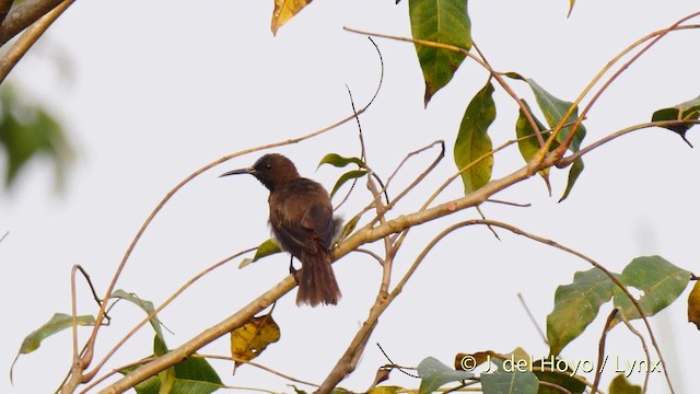 Blue-throated Brown Sunbird - ML201500241